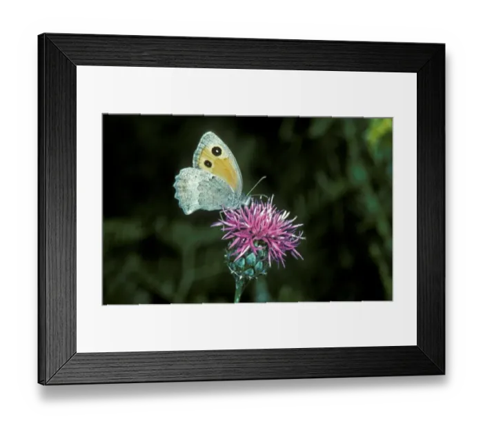 Framed Print : Dusky Meadow Brown (Hyponephele lycaon) Male  /  upper wing