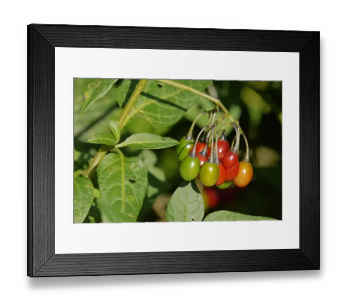 Framed Print : Woody Nightshade (Solanum dulcamara) close-up of ripening berries, West Sussex, England, september Framed Print : Woody Nightshade (Solanum dulcamara) close-up of ripening berries, West Sussex, England, september
