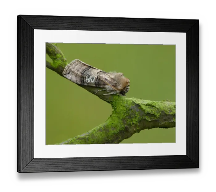 Framed Print : Figure of Eighty (Tethea ocularis) adult, resting on twig, Leicestershire, England, may