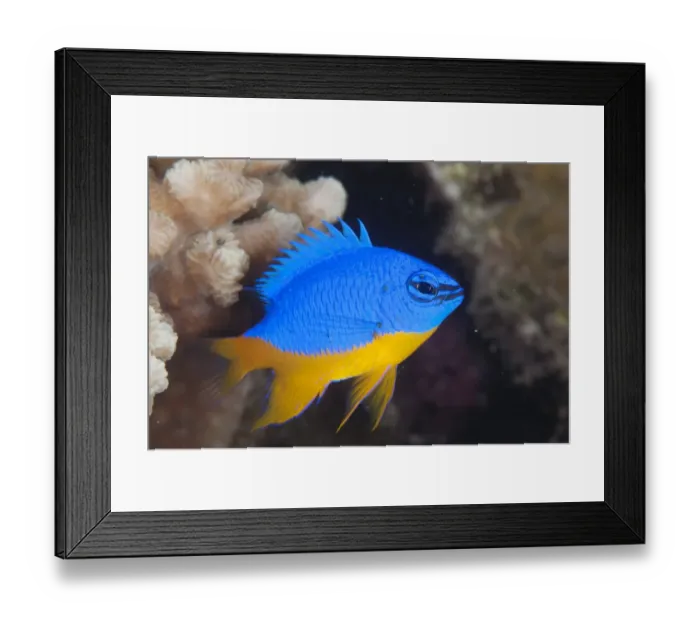 Framed Print : Azure Demoiselle (Chrysiptera hemicyanea) adult, swimming in reef, Lembata Island, Solor Archipelago, Lesser Sunda Islands, Indonesia Framed Print : Azure Demoiselle (Chrysiptera hemicyanea) adult, swimming in reef, Lembata Island, Solor Archipelago, Lesser Sunda Islands, Indonesia