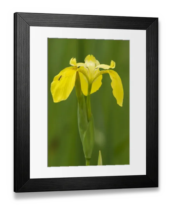 Framed Print : Yellow Iris (Iris pseudacorus) close-up of flowers, growing in wet area, Beigua Park, Genova Province, Liguria, Italy, june Framed Print : Yellow Iris (Iris pseudacorus) close-up of flowers, growing in wet area, Beigua Park, Genova Province, Liguria, Italy, june
