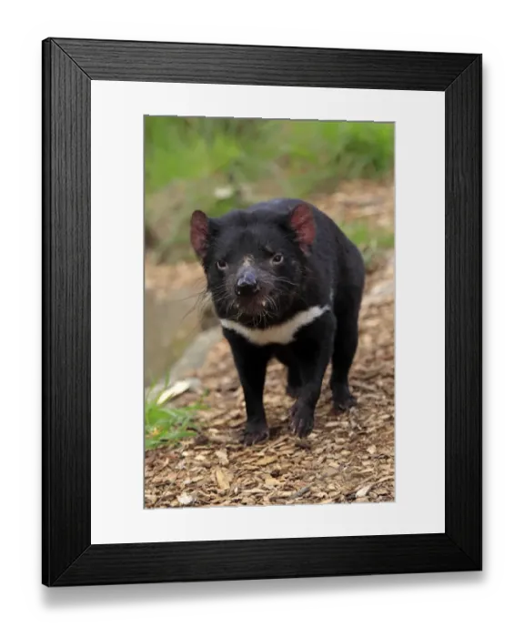 Framed Print : Tasmanian Devil (Sacrophilus harrisii) adult, standing, South Australia, Australia