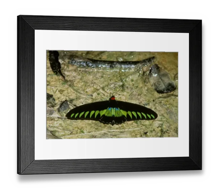 Framed Print : Rajah Brooke's Birdwing Butterfly (Troides brookiana) Male drinking Framed Print : Rajah Brooke's Birdwing Butterfly (Troides brookiana) Male drinking