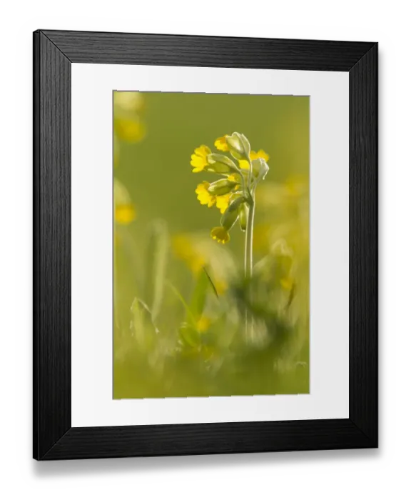 Framed Print : Cowslip (Primula veris) flowering, backlit, growing in meadow, Derbyshire, England, may Framed Print : Cowslip (Primula veris) flowering, backlit, growing in meadow, Derbyshire, England, may