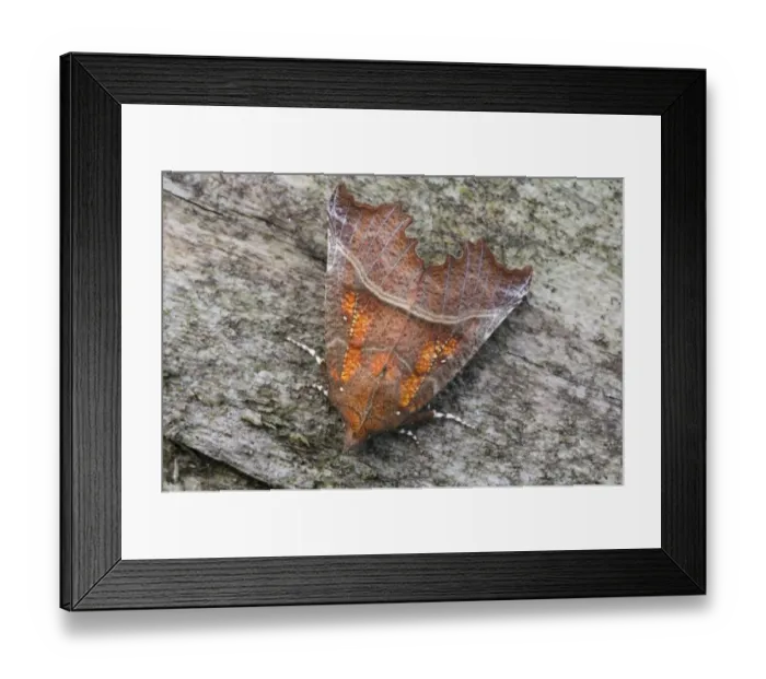 Framed Print : Herald Moth (Scoliopteryx libatrix) adult, resting on dead wood, Priory Water Nature Reserve, Leicestershire, England, june Framed Print : Herald Moth (Scoliopteryx libatrix) adult, resting on dead wood, Priory Water Nature Reserve, Leicestershire, England, june