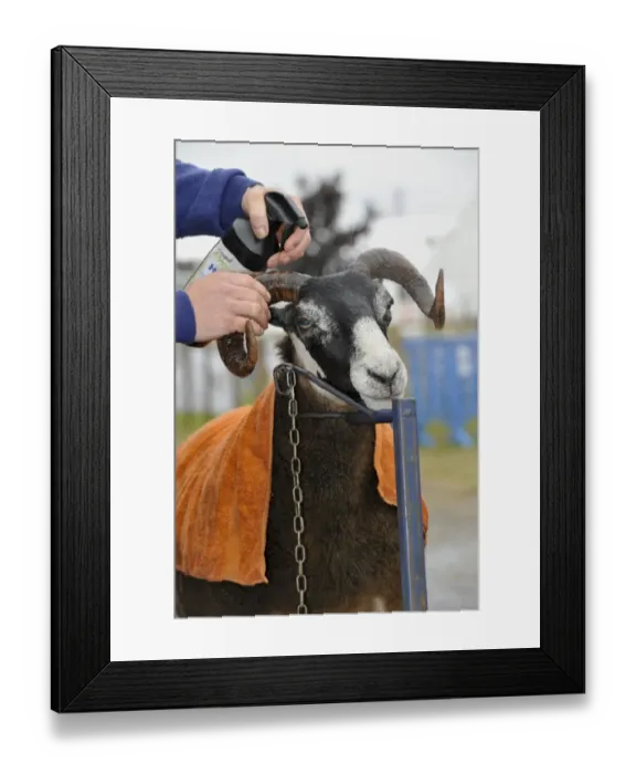 Framed Print : Domestic Sheep, Scottish Blackface ewe, being prepared for show, Royal Highland Show, Ingliston, Edinburgh, Scotland, june 2011 Framed Print : Domestic Sheep, Scottish Blackface ewe, being prepared for show, Royal Highland Show, Ingliston, Edinburgh, Scotland, june 2011
