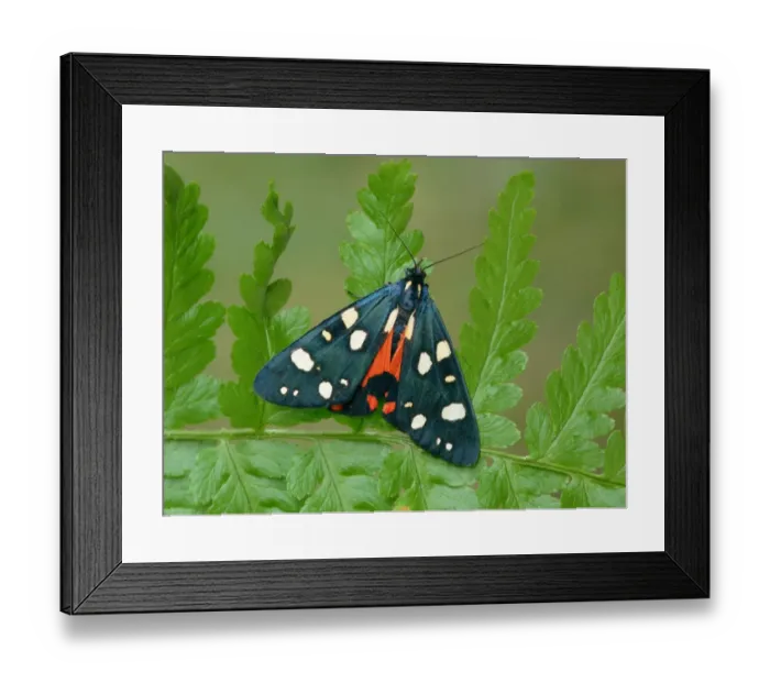 Framed Print : Scarlet Tiger Moth (Callimorpha dominula) adult, showing red hindwing colouration, resting on fern, Cannobina Valley, Piedmont, Northern Italy, july Framed Print : Scarlet Tiger Moth (Callimorpha dominula) adult, showing red hindwing colouration, resting on fern, Cannobina Valley, Piedmont, Northern Italy, july
