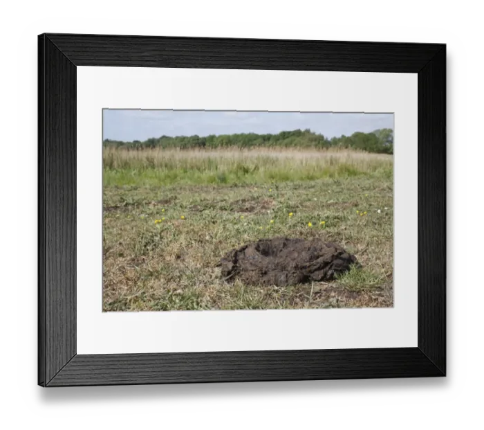 Framed Print : Domestic Cattle, cowpat in river valley fen, Redgrave and Lopham Fen N. N. R. Waveney Valley, Suffolk, England, may