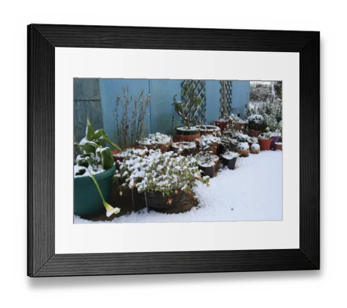 Framed Print : Snow covered Fuchsia (Fuchsia sp. ), Calla Lily (Zantedeschia sp. ) and other plants in pots on garden patio, Suffolk, England, november Framed Print : Snow covered Fuchsia (Fuchsia sp. ), Calla Lily (Zantedeschia sp. ) and other plants in pots on garden patio, Suffolk, England, november