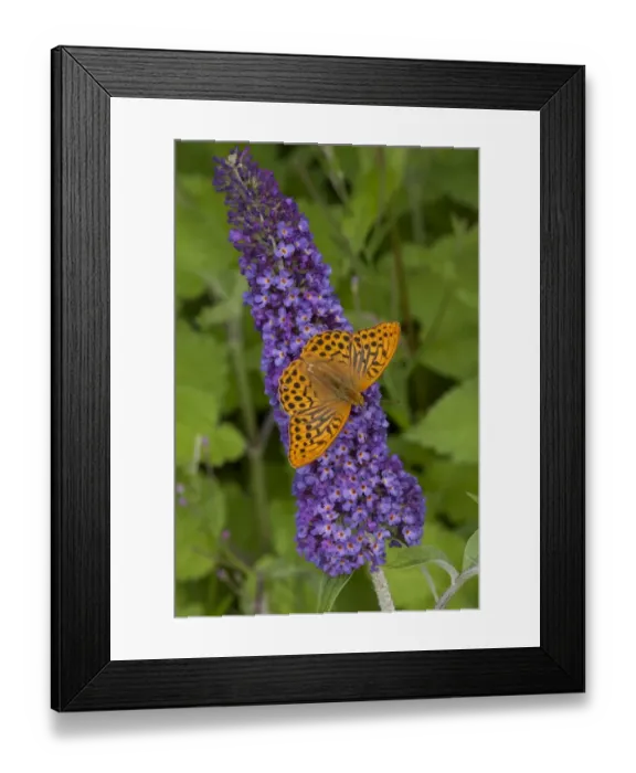 Framed Print : Silver-washed Fritillary (Argynnis paphia) adult, feeding on Buddleia (Buddleja sp. ) flowers in garden, England, july Framed Print : Silver-washed Fritillary (Argynnis paphia) adult, feeding on Buddleia (Buddleja sp. ) flowers in garden, England, july