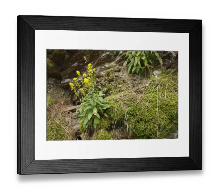 Framed Print : European Goldenrod (Solidago virgaurea) flowering, growing out of rock outcrop, Ceredigion, Wales, august Framed Print : European Goldenrod (Solidago virgaurea) flowering, growing out of rock outcrop, Ceredigion, Wales, august