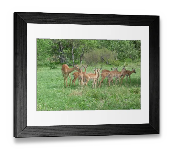 Framed Print : Impala (Aepyceros melampus) adult female with young, group standing in creche, Okavango Delta, Botswana Framed Print : Impala (Aepyceros melampus) adult female with young, group standing in creche, Okavango Delta, Botswana
