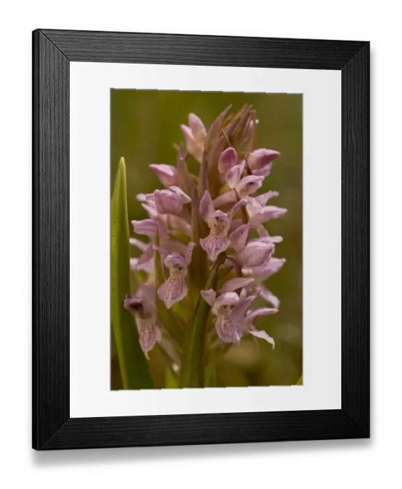 Framed Print : Early Marsh Orchid (Dactylorhiza incarnata ssp. incarnata) close-up of flowerspike, Thelnetham Fen, Thelnetham, Little Ouse Valley, Suffolk, England, may Framed Print : Early Marsh Orchid (Dactylorhiza incarnata ssp. incarnata) close-up of flowerspike, Thelnetham Fen, Thelnetham, Little Ouse Valley, Suffolk, England, may