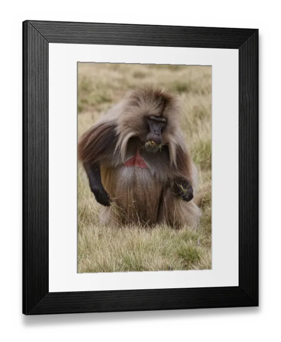 Framed Print : Gelada (Theropithecus gelada) adult male, feeding, grazing on grass, Simien Mountains, Ethiopia Framed Print : Gelada (Theropithecus gelada) adult male, feeding, grazing on grass, Simien Mountains, Ethiopia