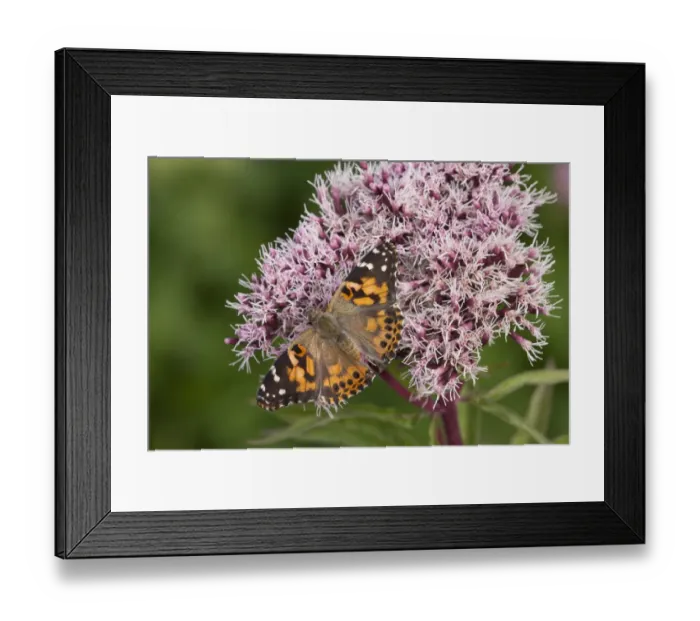 Framed Print : Painted Lady (Vanessa cardui) adult, feeding on Hemp Agrimony (Eupatorium cannabinum) flowers in garden, England, august Framed Print : Painted Lady (Vanessa cardui) adult, feeding on Hemp Agrimony (Eupatorium cannabinum) flowers in garden, England, august