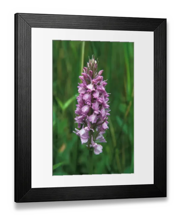 Framed Print : Common Marsh Orchid (Dacfylorhiza praetermissa) - Carlton Marsh, Suffolk Wildlife Trust