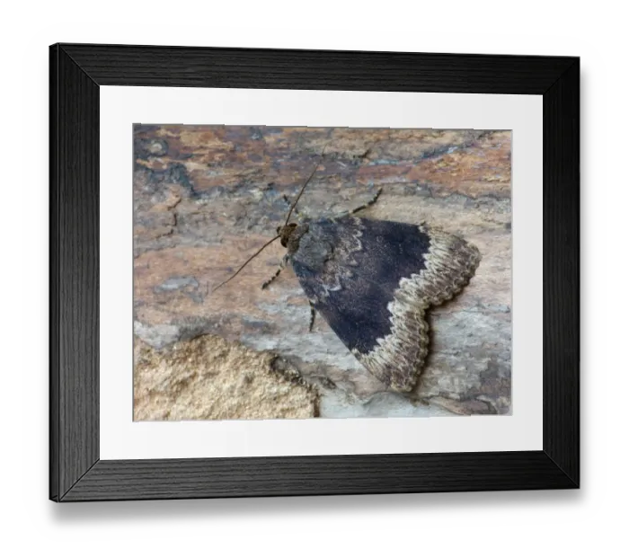 Framed Print : Bordered Copper Underwing (Amphipyra perflua) adult male, resting on log, Cannobina Valley, Piedmont, Northern Italy, june Framed Print : Bordered Copper Underwing (Amphipyra perflua) adult male, resting on log, Cannobina Valley, Piedmont, Northern Italy, june