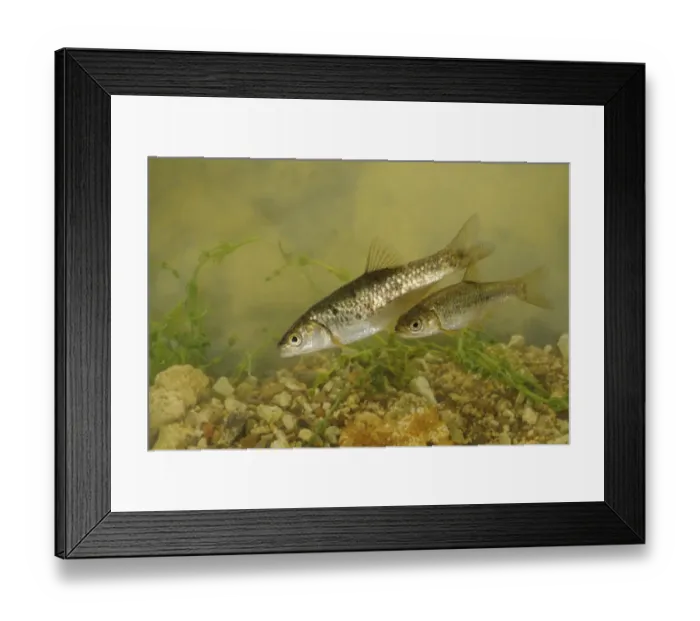 Framed Print : South European Roach (Rutilus rubilio) two adults, swimming, Italy, august Framed Print : South European Roach (Rutilus rubilio) two adults, swimming, Italy, august
