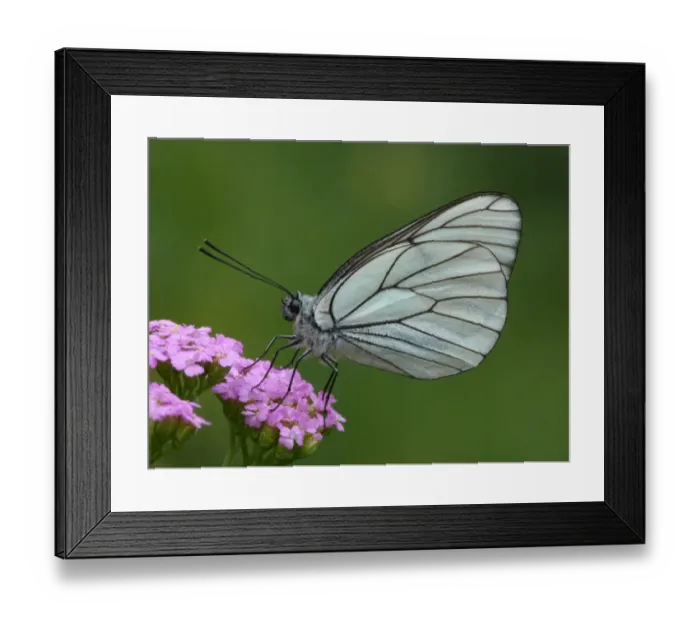 Framed Print : Black-veined White (Aporia crataegi) adult male, roosting on Yarrow (Achillea millefolium) flowers, Cannobina Valley, Piedmont, Northern Italy, july