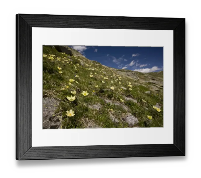 Framed Print : Yellow Alpine Pasqueflower (Pulsatilla alpina ssp. apiifolia) flowering mass, growing on mountain slope habitat, Bernina Pass, Upper Engadin, Eastern Swiss Alps, Switzerland, june Framed Print : Yellow Alpine Pasqueflower (Pulsatilla alpina ssp. apiifolia) flowering mass, growing on mountain slope habitat, Bernina Pass, Upper Engadin, Eastern Swiss Alps, Switzerland, june