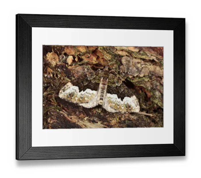 Framed Print : Cloaked Carpet (Euphyia biangulata) adult, resting on bark, Powys, Wales, july Framed Print : Cloaked Carpet (Euphyia biangulata) adult, resting on bark, Powys, Wales, july