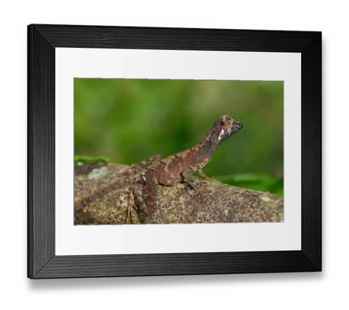 Framed Print : Brown-patched Kangaroo Lizard (Otocryptis wiegmanni) adult, resting on branch in rainforest, Sinharaja Forest N. P. Sri Lanka, february Framed Print : Brown-patched Kangaroo Lizard (Otocryptis wiegmanni) adult, resting on branch in rainforest, Sinharaja Forest N. P. Sri Lanka, february