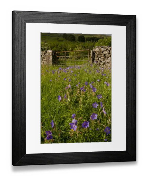 Framed Print : Meadow Cranesbill (Geranium pratense) flowering, growing on meadow edge beside gate in drystone wall, near Muker, Swaledale, Yorkshire Dales N. P. North Yorkshire, England, july Framed Print : Meadow Cranesbill (Geranium pratense) flowering, growing on meadow edge beside gate in drystone wall, near Muker, Swaledale, Yorkshire Dales N. P. North Yorkshire, England, july