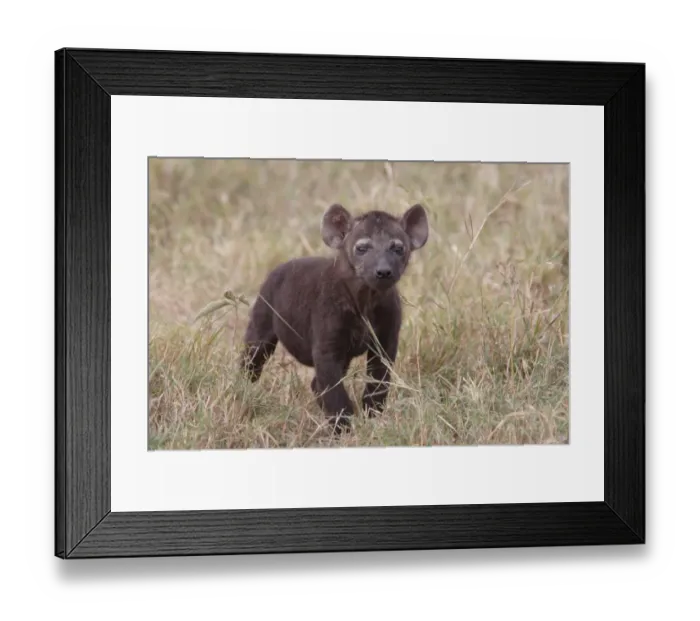 Framed Print : Spotted Hyena (Crocuta crocuta) pup, standing in grass, Masai Mara, Kenya