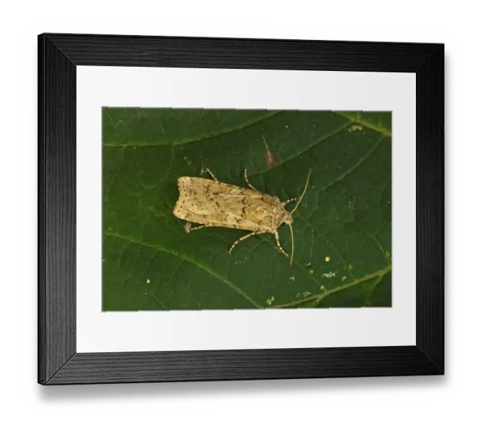 Framed Print : Coast Dart (Euxoa cursoria) adult, resting on leaf, Norfolk, England, august