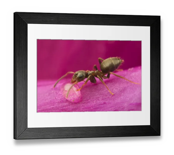 Framed Print : Black Garden Ant (Lasius niger) adult, drinking from water droplet on Foxglove (Digitalis sp. ) flower, Leicestershire Framed Print : Black Garden Ant (Lasius niger) adult, drinking from water droplet on Foxglove (Digitalis sp. ) flower, Leicestershire