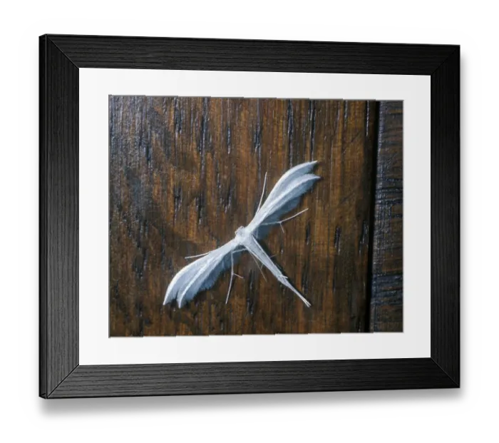 Framed Print : Large White Plume Moth (Pterophorus pentadactyla) Upper wing Framed Print : Large White Plume Moth (Pterophorus pentadactyla) Upper wing