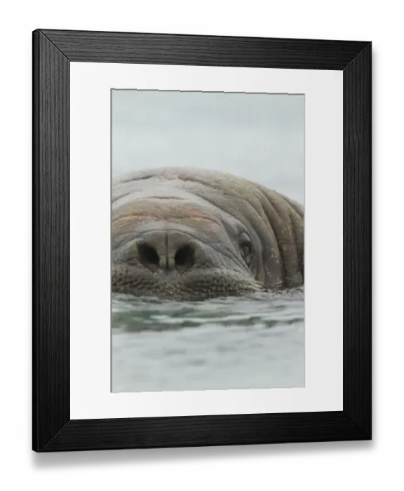 Framed Print : Atlantic Walrus (Odobenus rosmarus rosmarus) adult, close-up of head, at surface of sea, Svalbard, july Framed Print : Atlantic Walrus (Odobenus rosmarus rosmarus) adult, close-up of head, at surface of sea, Svalbard, july