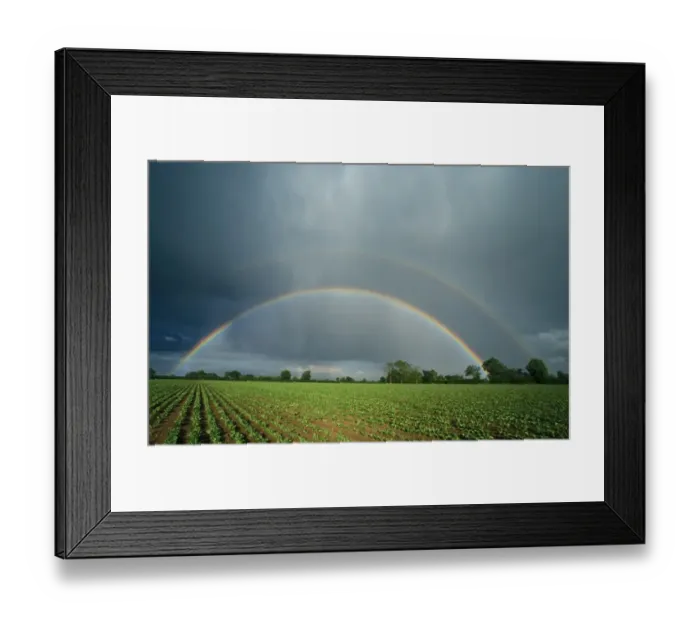Framed Print : Rainbow Double Rainbow over sugar beet field Framed Print : Rainbow Double Rainbow over sugar beet field