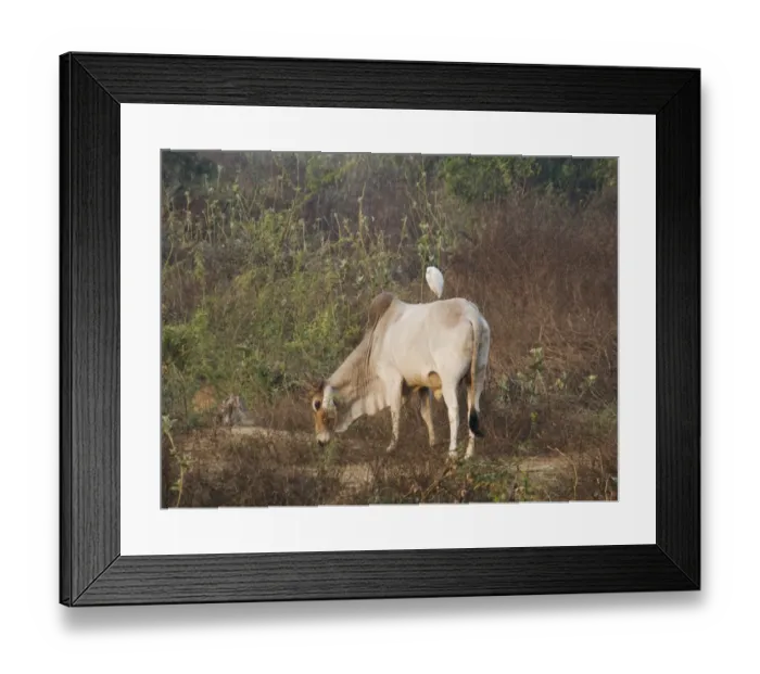 Framed Print : Domestic Cattle, Zebu (Bos indicus) adult, feeding, with Cattle Egret (Bubulcus ibis) perched on back, Keoladeo Ghana N. P. (Bharatpur), Rajasthan, India Framed Print : Domestic Cattle, Zebu (Bos indicus) adult, feeding, with Cattle Egret (Bubulcus ibis) perched on back, Keoladeo Ghana N. P. (Bharatpur), Rajasthan, India