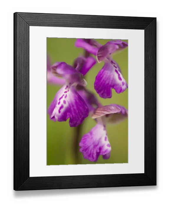 Framed Print : Green-winged Orchid (Orchis morio) close-up of flowers, Crowle, Lincolnshire, England, may Framed Print : Green-winged Orchid (Orchis morio) close-up of flowers, Crowle, Lincolnshire, England, may