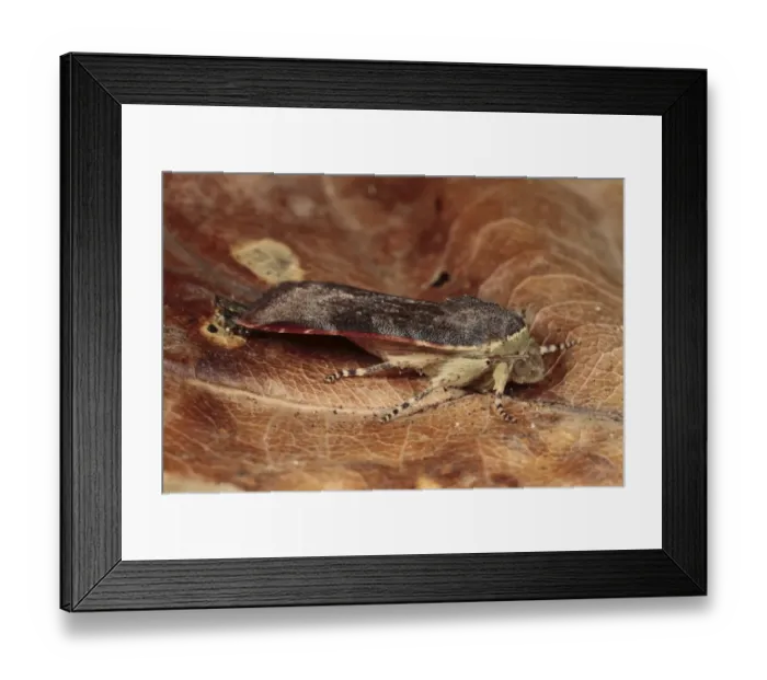 Framed Print : Lesser Broad-bordered Yellow Underwing (Noctua janthina) adult, resting on dead leaf, Powys, Wales, august Framed Print : Lesser Broad-bordered Yellow Underwing (Noctua janthina) adult, resting on dead leaf, Powys, Wales, august