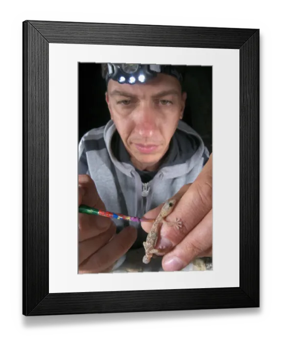 Framed Print : European Leaf-toed Gecko (Euleptes europaea) adult, herpetologist holding specimen to apply coloured marking on skin, Italy Framed Print : European Leaf-toed Gecko (Euleptes europaea) adult, herpetologist holding specimen to apply coloured marking on skin, Italy