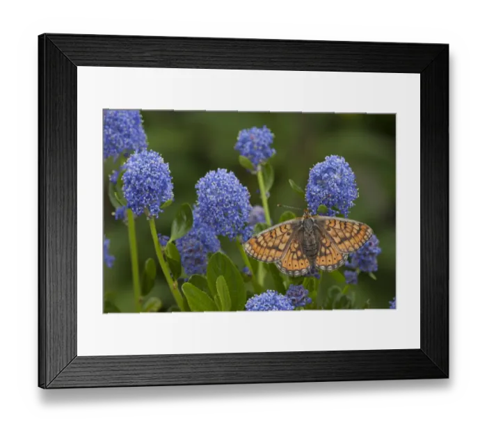 Framed Print : Marsh Fritillary (Euphydryas aurinia) adult, feeding on California Lilac (Ceanothus arboreus) flowers in garden, England, june