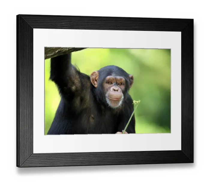 Framed Print : Chimpanzee (Pan troglodytes) adult, close-up of head (captive)