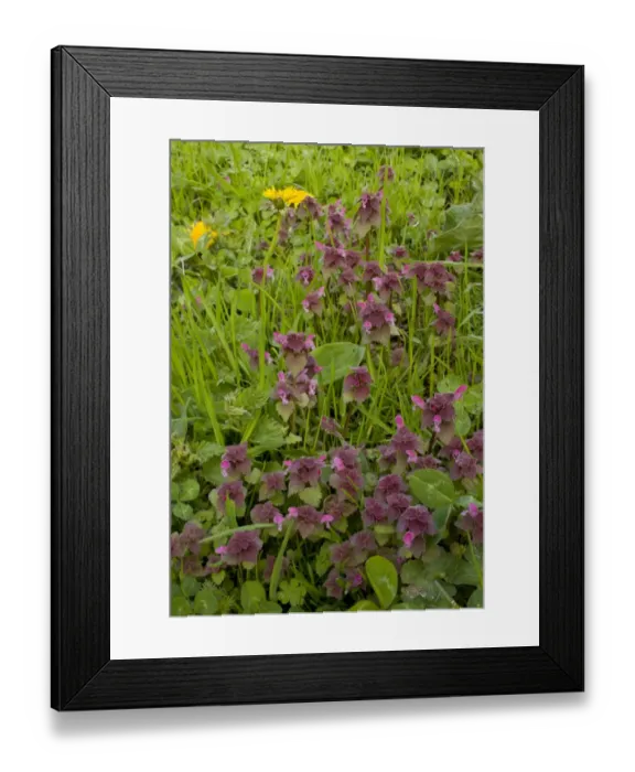 Framed Print : Red Dead-nettle (Lamium purpureum) flowering, Bulgaria, may Framed Print : Red Dead-nettle (Lamium purpureum) flowering, Bulgaria, may