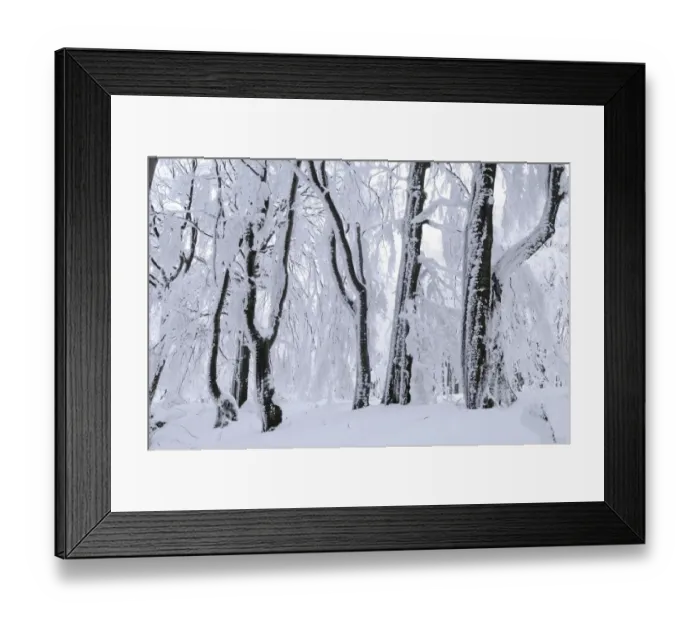 Framed Print : Snow covered Beech (Fagus sp. ) trees in forest, Bulgaria, winter Framed Print : Snow covered Beech (Fagus sp. ) trees in forest, Bulgaria, winter