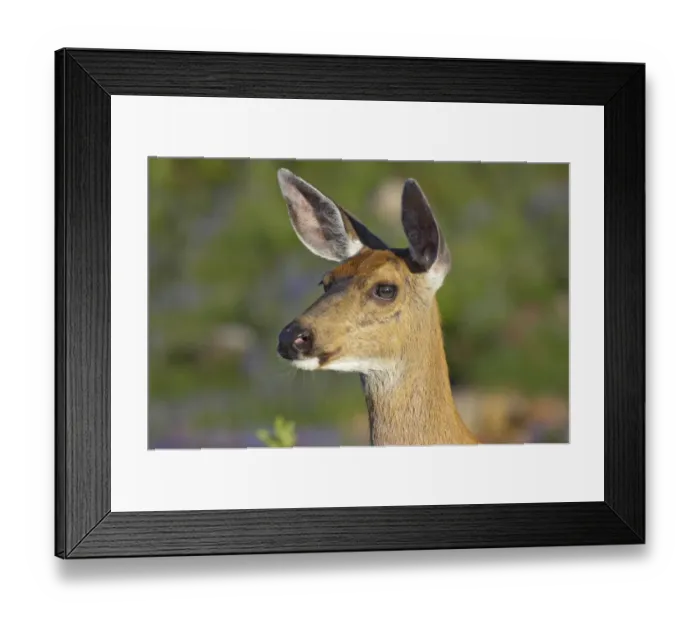 Framed Print : Columbian Black-tailed Deer (Odocoileus hemionus columbianus) doe, close-up of head, in subalpine meadow, Mount Rainier N. P. Washington State, U. S. A Framed Print : Columbian Black-tailed Deer (Odocoileus hemionus columbianus) doe, close-up of head, in subalpine meadow, Mount Rainier N. P. Washington State, U. S. A