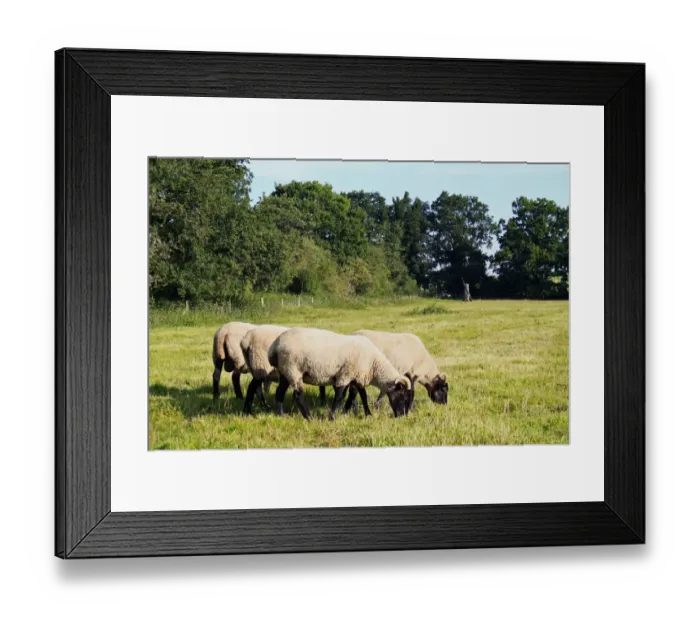 Framed Print : Domestic Sheep, Norfolk Horn ram and ewes, grazing in rough pasture and acid grassland habitat, Little Ouse Headwaters Project, The Frith, South Lopham, Little Ouse Valley, Norfolk, England, august Framed Print : Domestic Sheep, Norfolk Horn ram and ewes, grazing in rough pasture and acid grassland habitat, Little Ouse Headwaters Project, The Frith, South Lopham, Little Ouse Valley, Norfolk, England, august