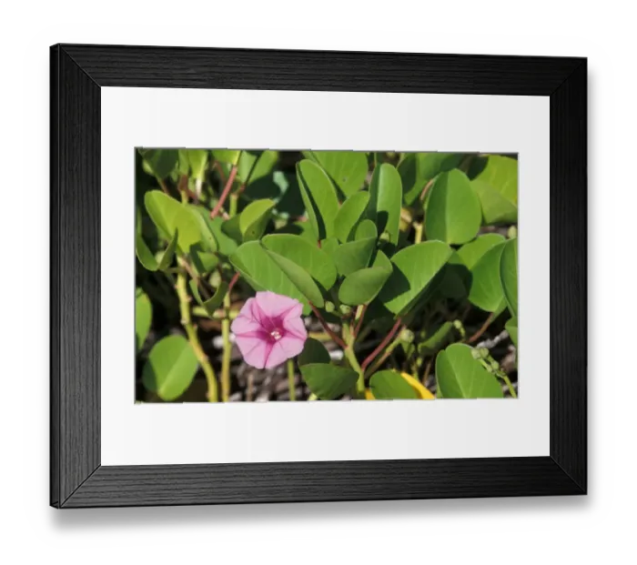 Framed Print : Beach Morning Glory (Ipomoea pes-caprae) James Island, Galapagos