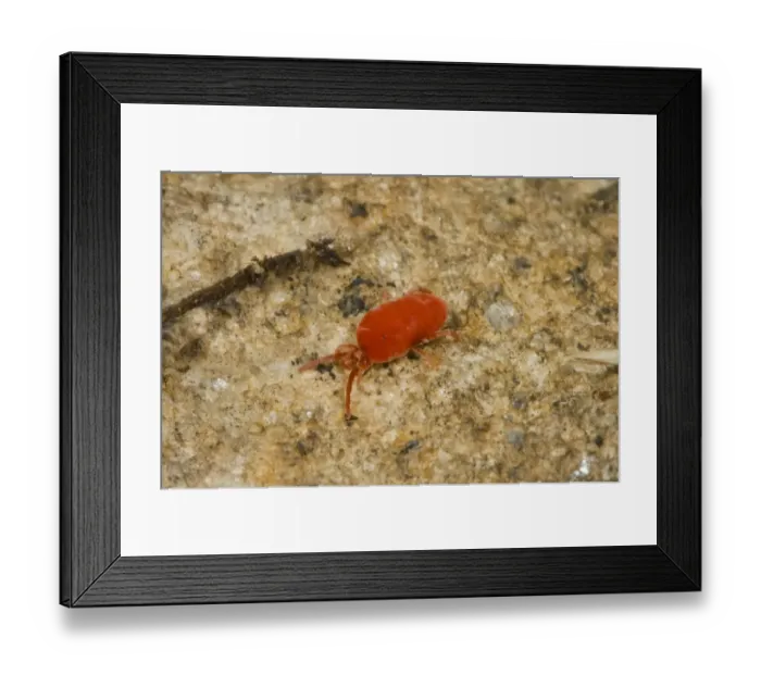 Framed Print : Red Velvet Mite (Trombidium sp. ) adult, Spain