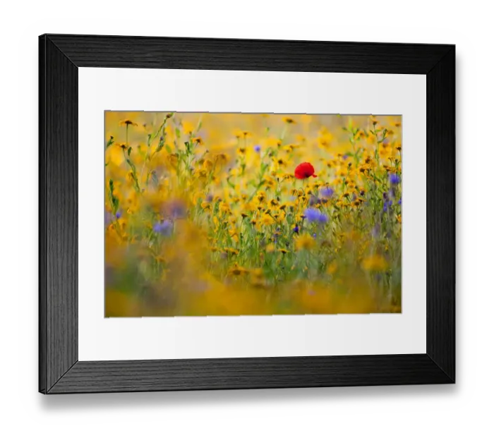 Framed Print : Corn Poppy (Papaver rhoeas) flowering, amongst Corn Marigold (Chrysanthemum segetum) and Cornflower (Centaurea cyanus) in sunshine at dawn, near Torrington, North Devon, England, august Framed Print : Corn Poppy (Papaver rhoeas) flowering, amongst Corn Marigold (Chrysanthemum segetum) and Cornflower (Centaurea cyanus) in sunshine at dawn, near Torrington, North Devon, England, august