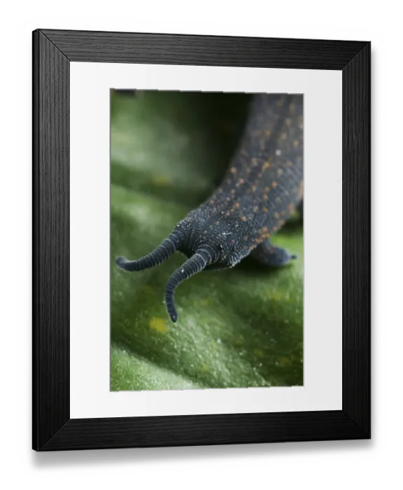 Framed Print : New Zealand Velvet-worm (Peripatoides novaezealandiae) adult, frontal view of eyes and antennae, New Zealand
