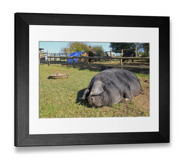 Framed Print : Domestic Pig, Large Black sow, resting in paddock, Museum of East Anglian Life, Stowmarket, Suffolk, England, october Framed Print : Domestic Pig, Large Black sow, resting in paddock, Museum of East Anglian Life, Stowmarket, Suffolk, England, october