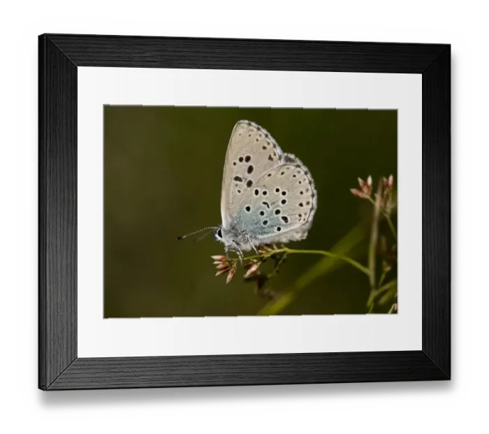 Framed Print : Large Blue (Maculinea arion) alpine form, adult, resting on stem at 2000m, Eastern Swiss Alps, Switzerland, june
