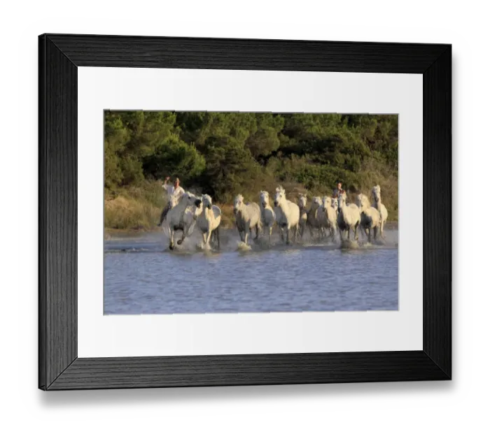 Framed Print : Camargue Horse, herd, being herded by mounted gardians, running in wetland habitat, Saintes Marie de la Mer, Camargue, Bouches du Rhone, France